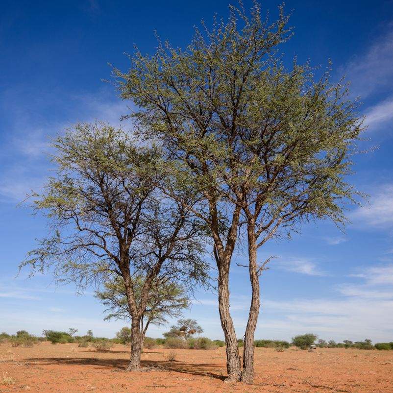 Kameldornbaum