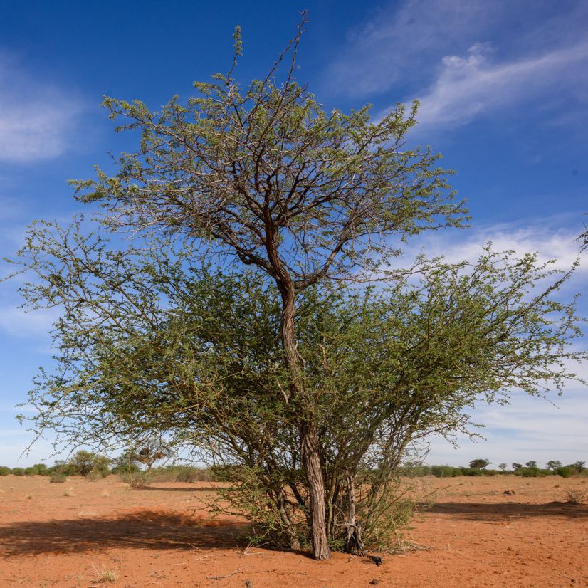 Kameldornbaum