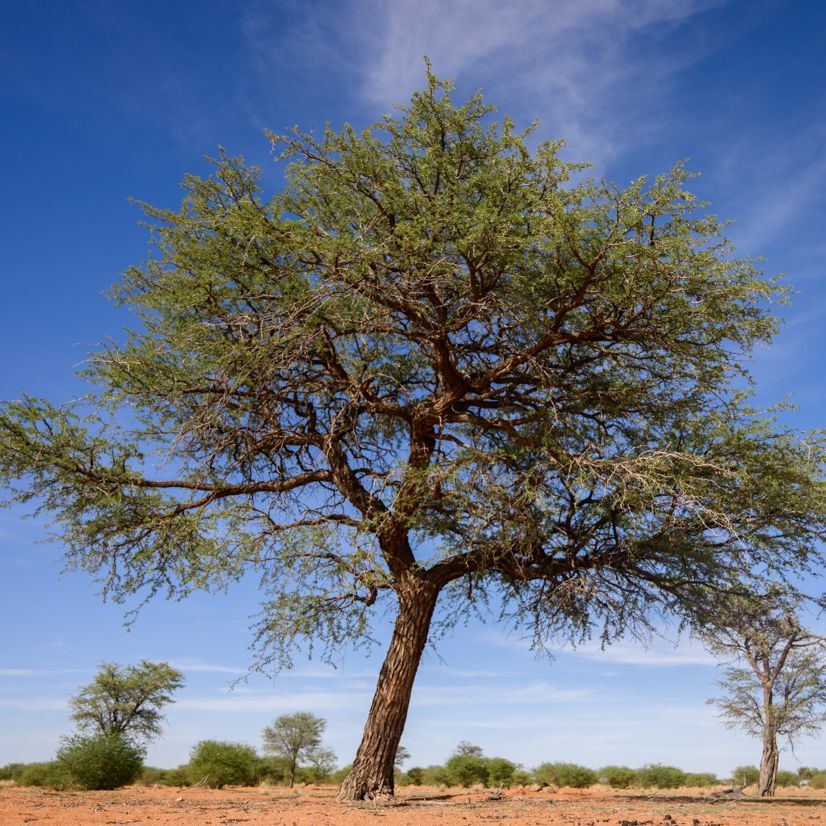 Kameldornbaum