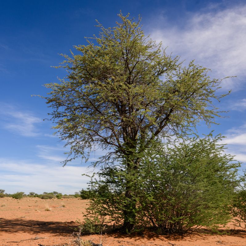 Kameldornbaum