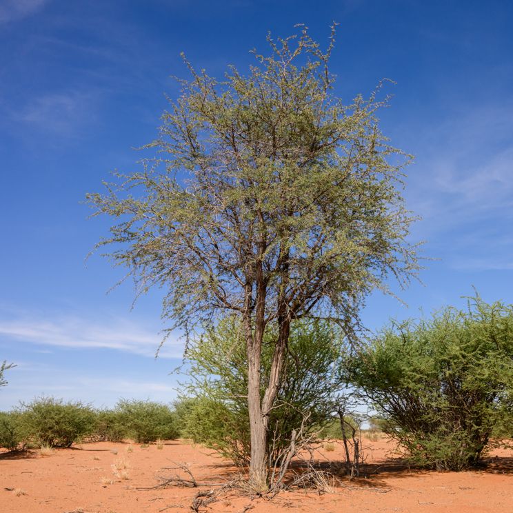 Kameldornbaum