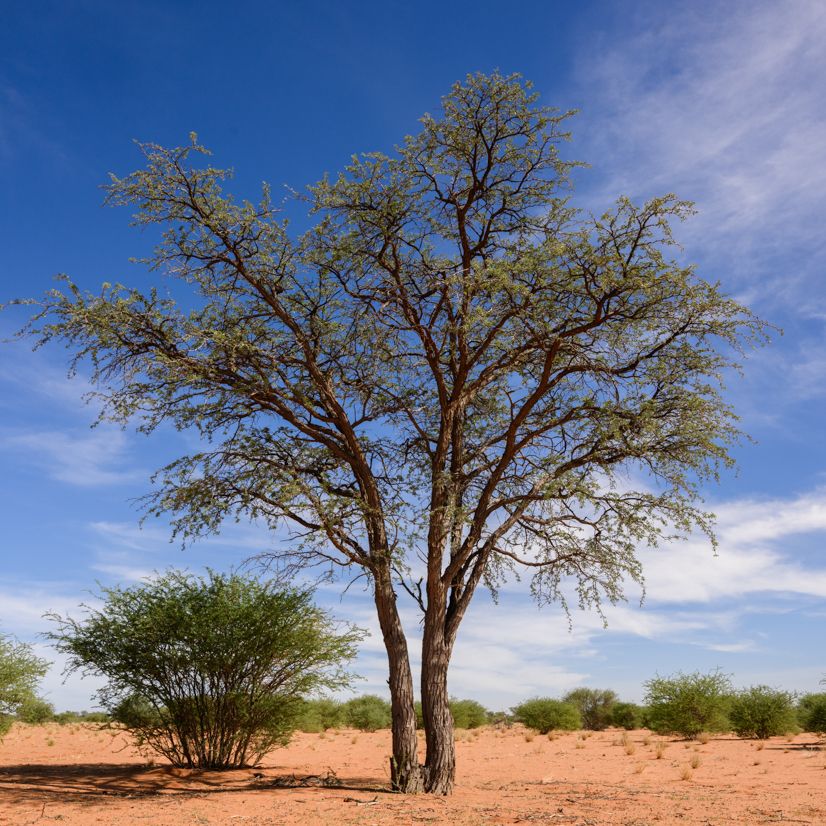 Kameldornbaum