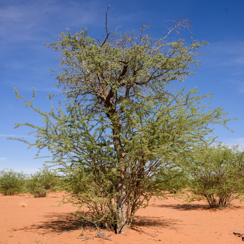 Kameldornbaum