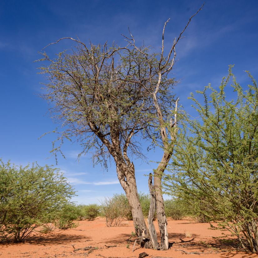 Kameldornbaum