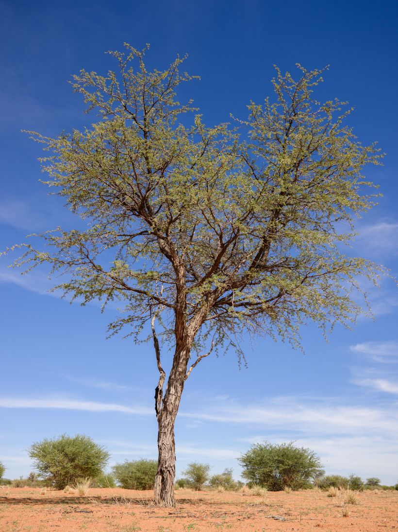 Kameldornbaum