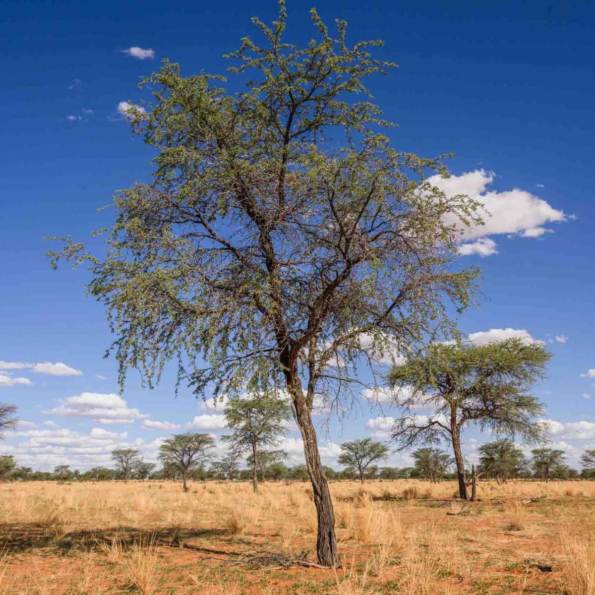 Kameldornbaum