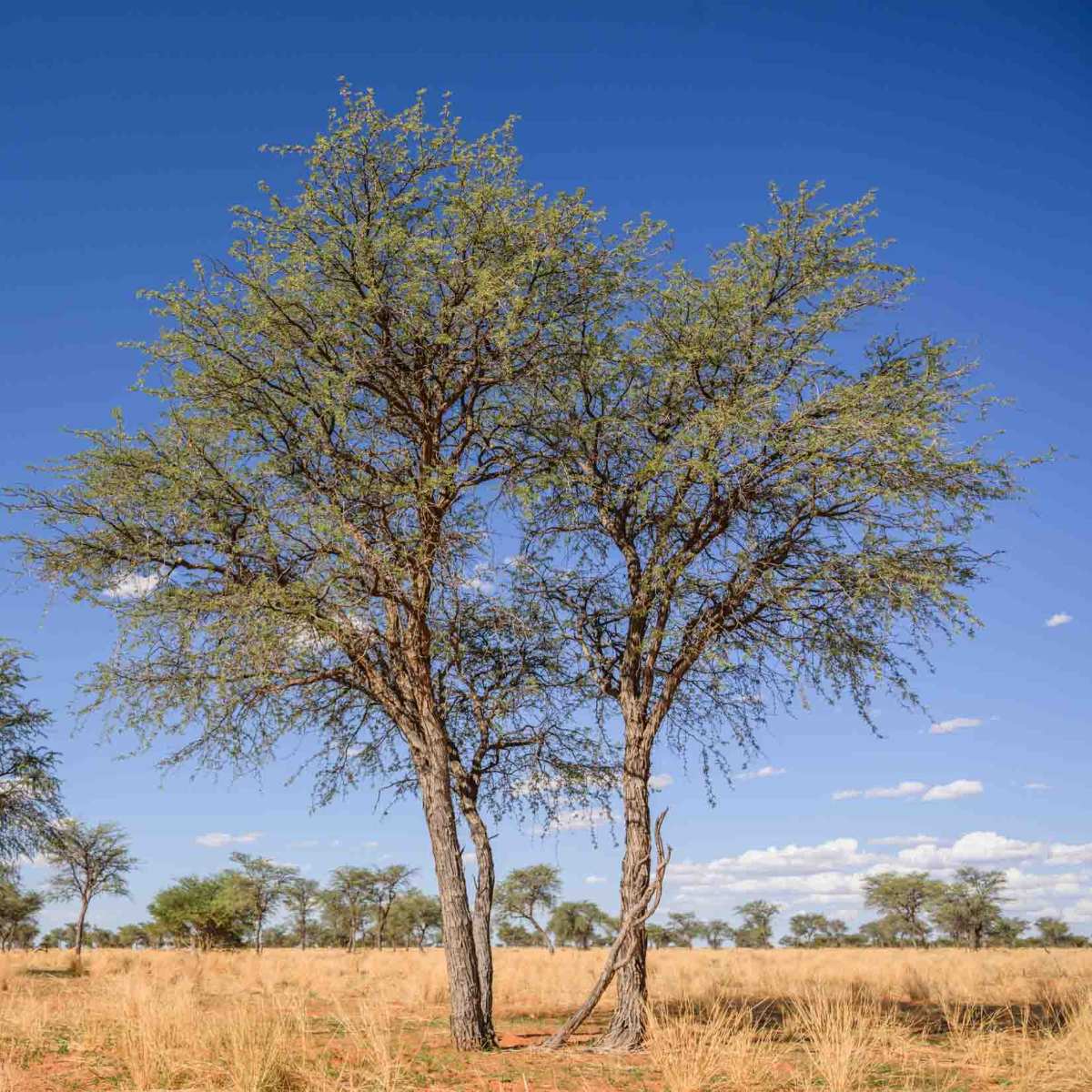 Kameldornbaum