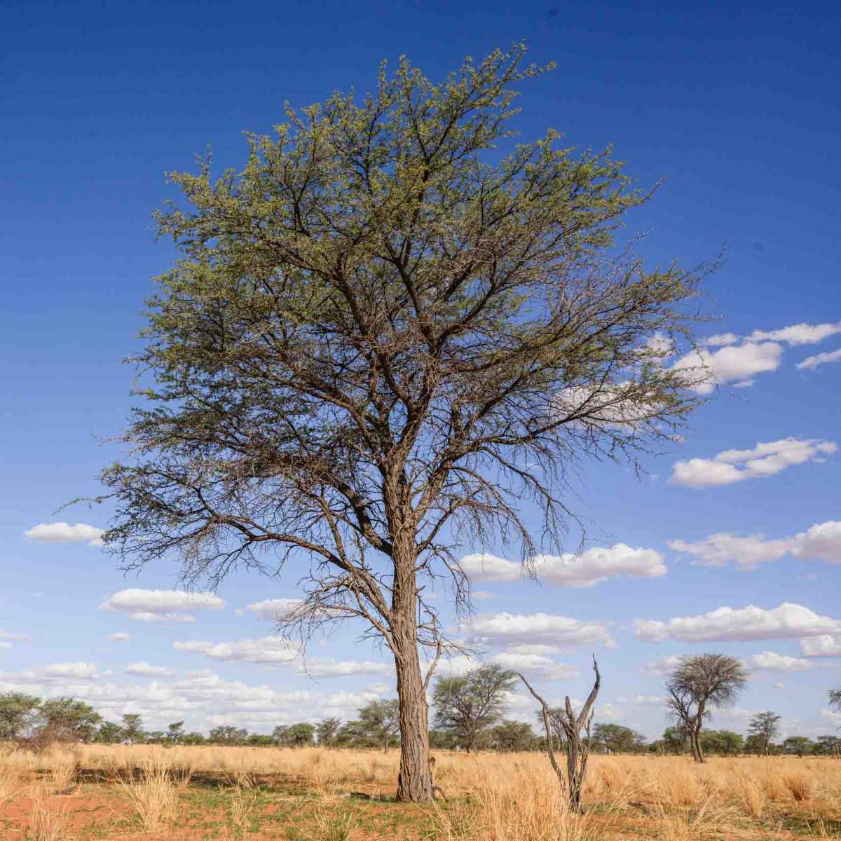 Kameldornbaum