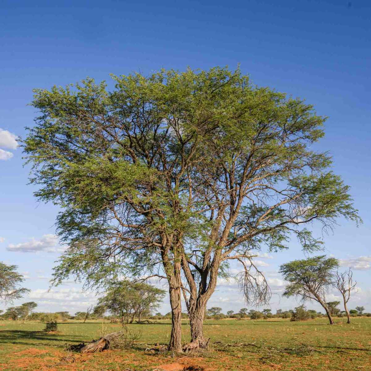 Kameldornbaum