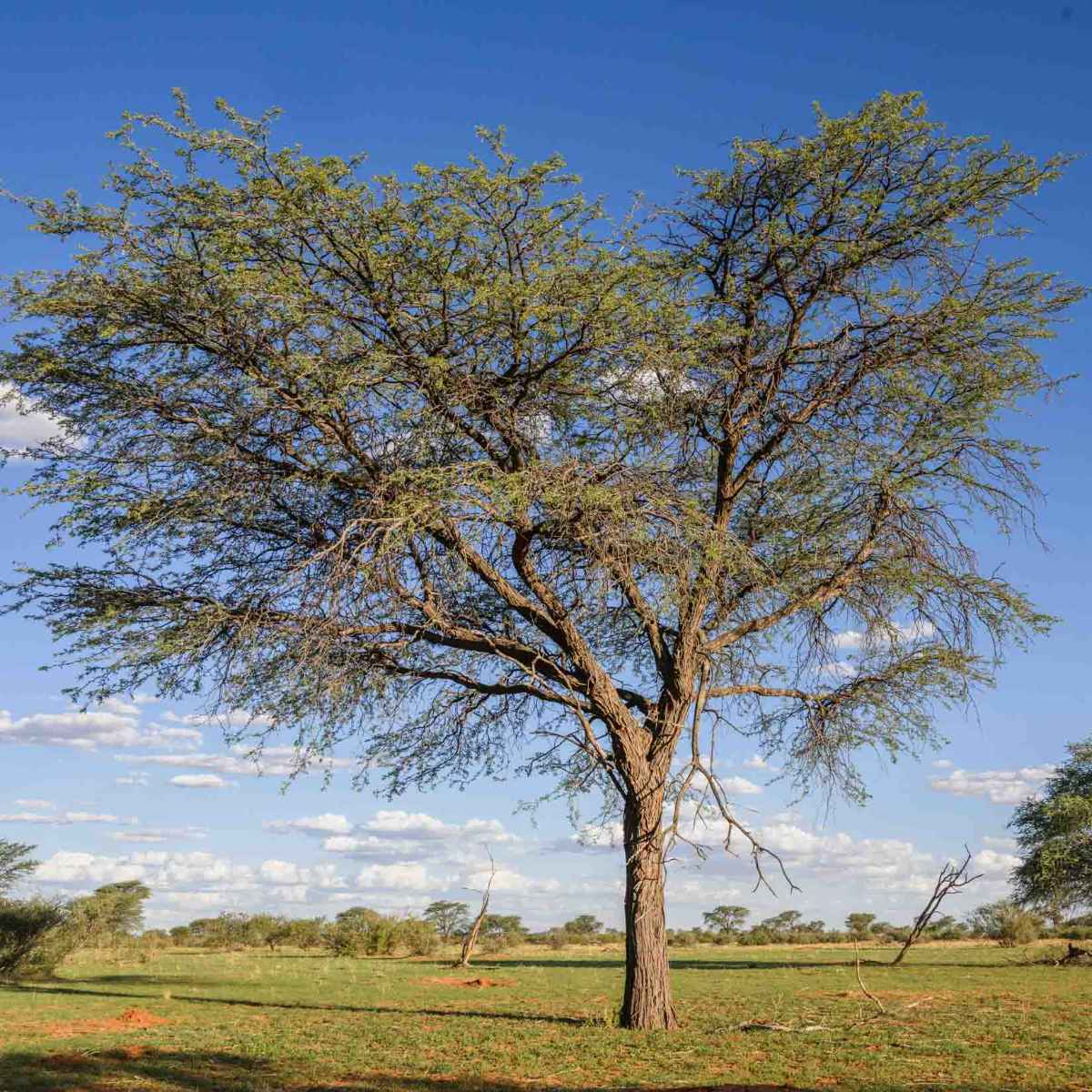 Kameldornbaum