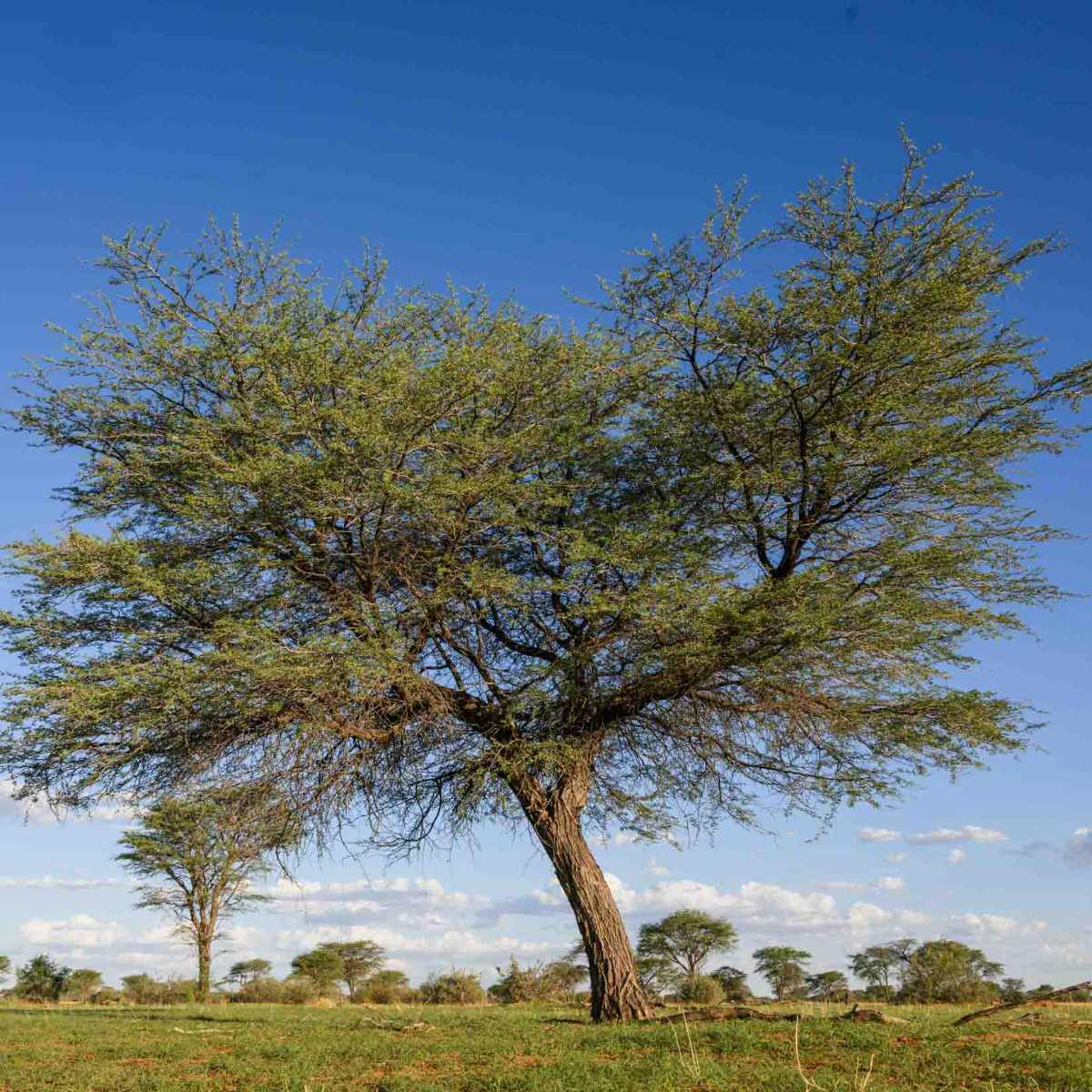 Kameldornbaum