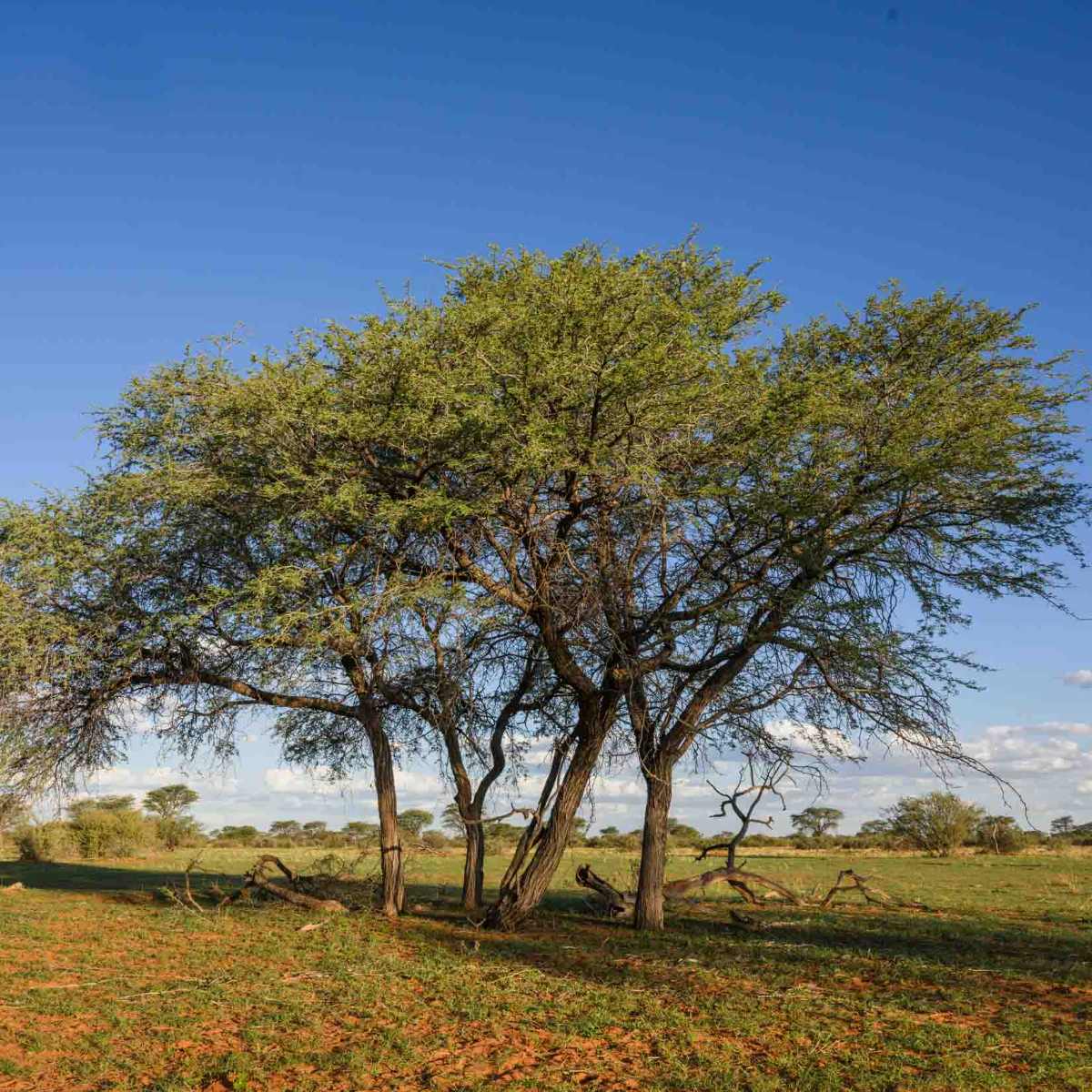 Kameldornbaum