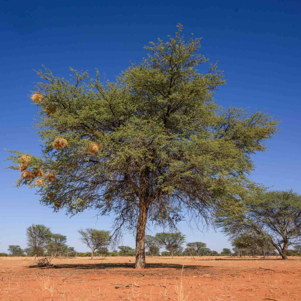 Kameldornbaum