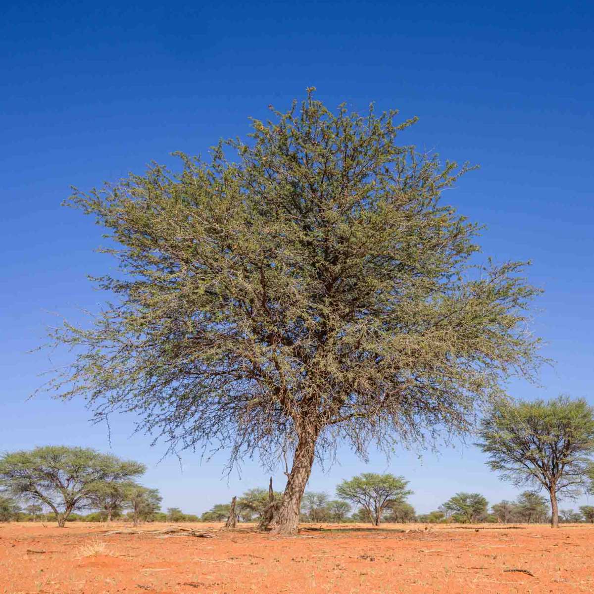 Kameldornbaum