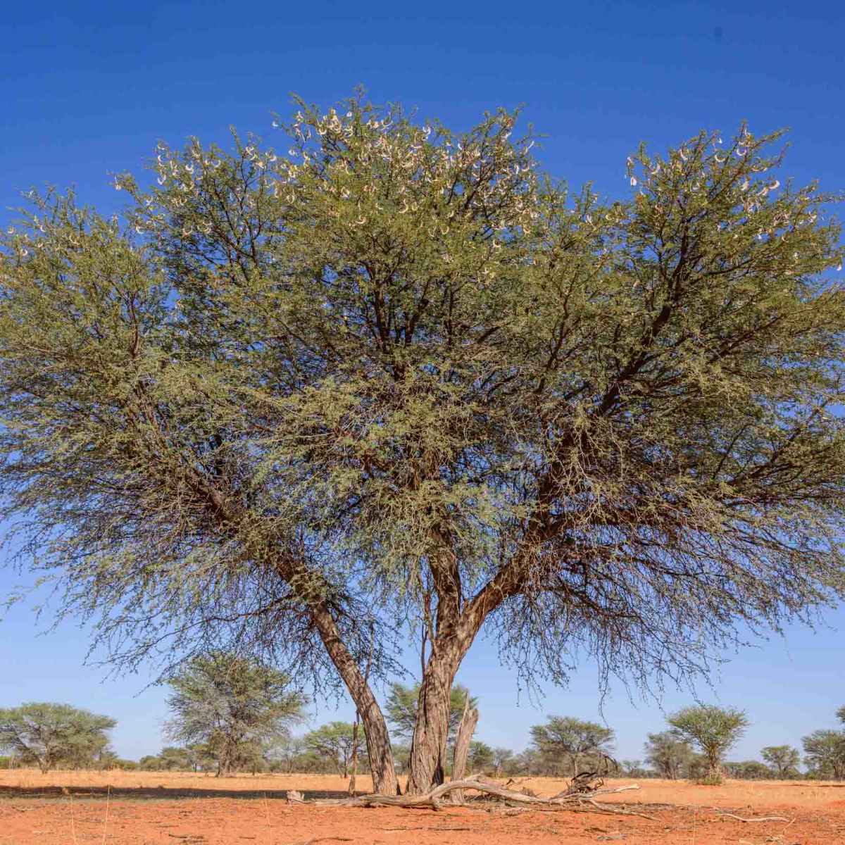 Kameldornbaum