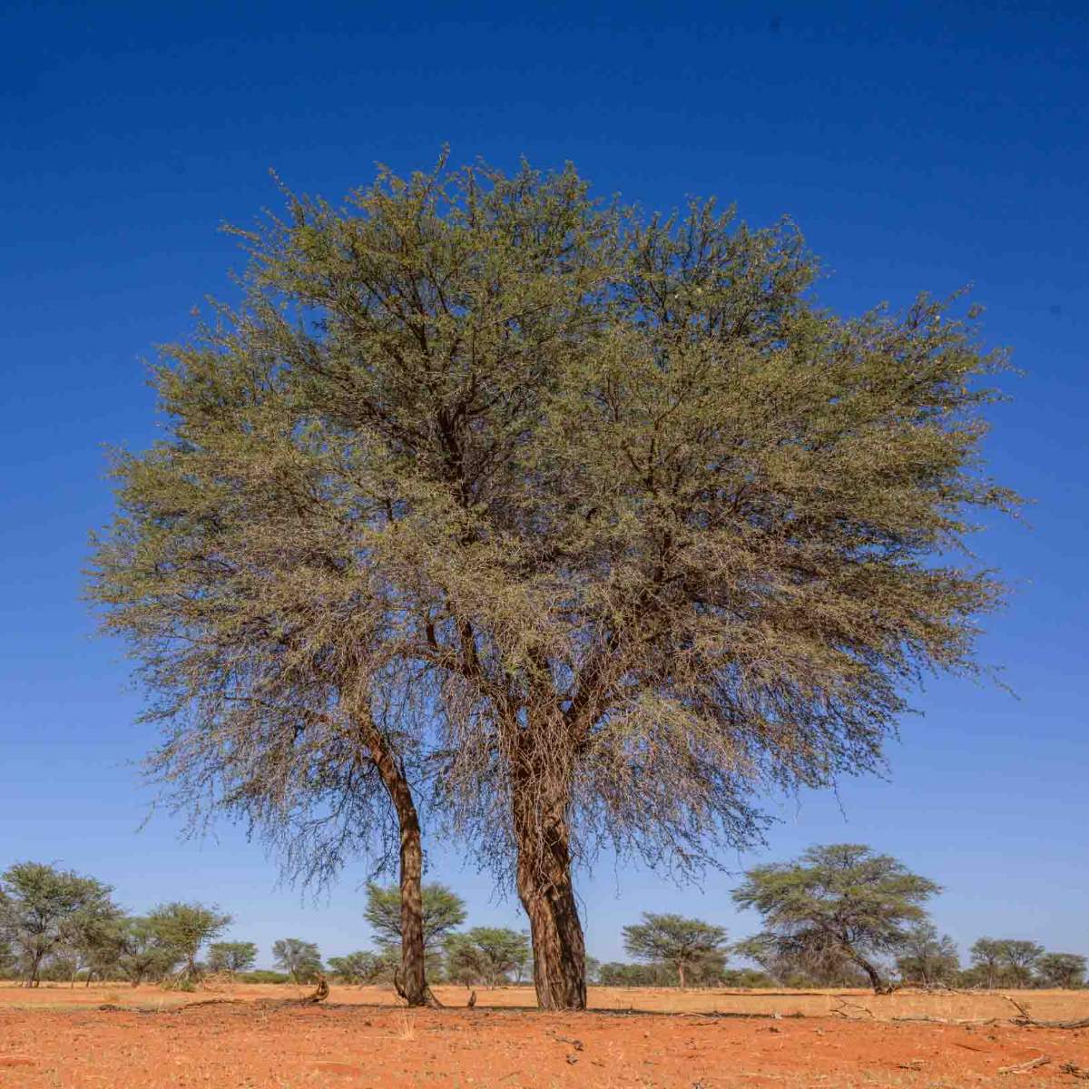Kameldornbaum
