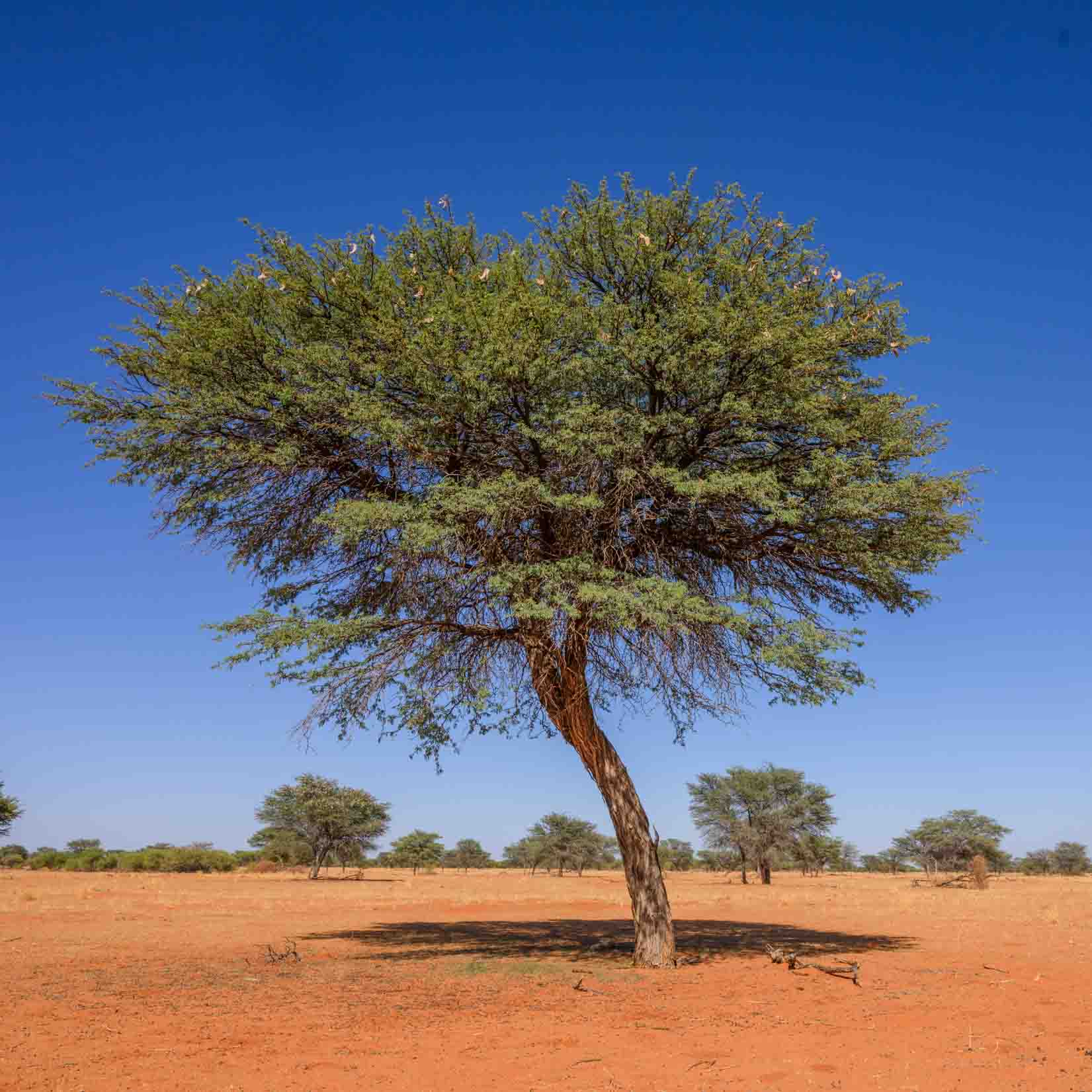 Kameldornbaum