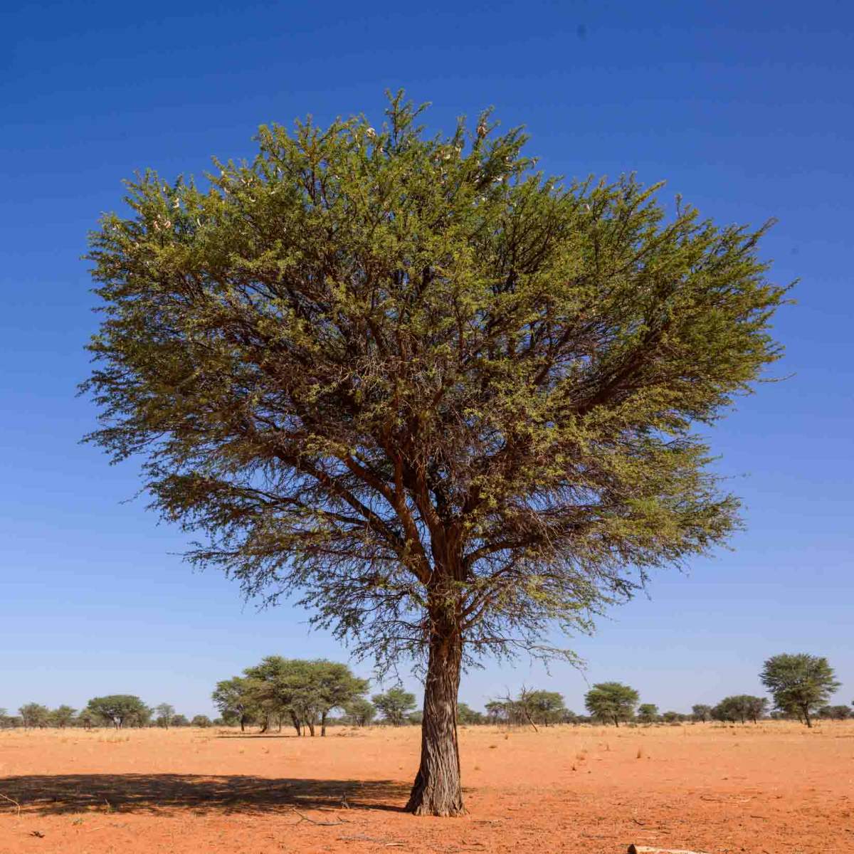 Kameldornbaum