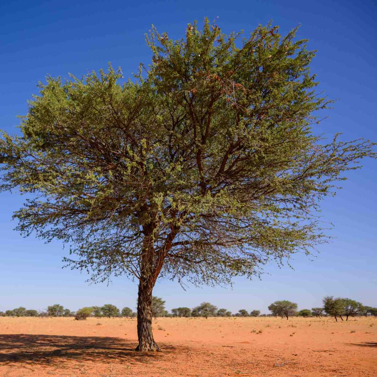 Kameldornbaum