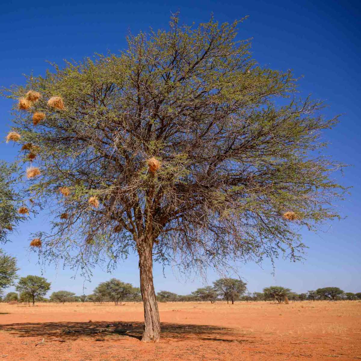 Kameldornbaum