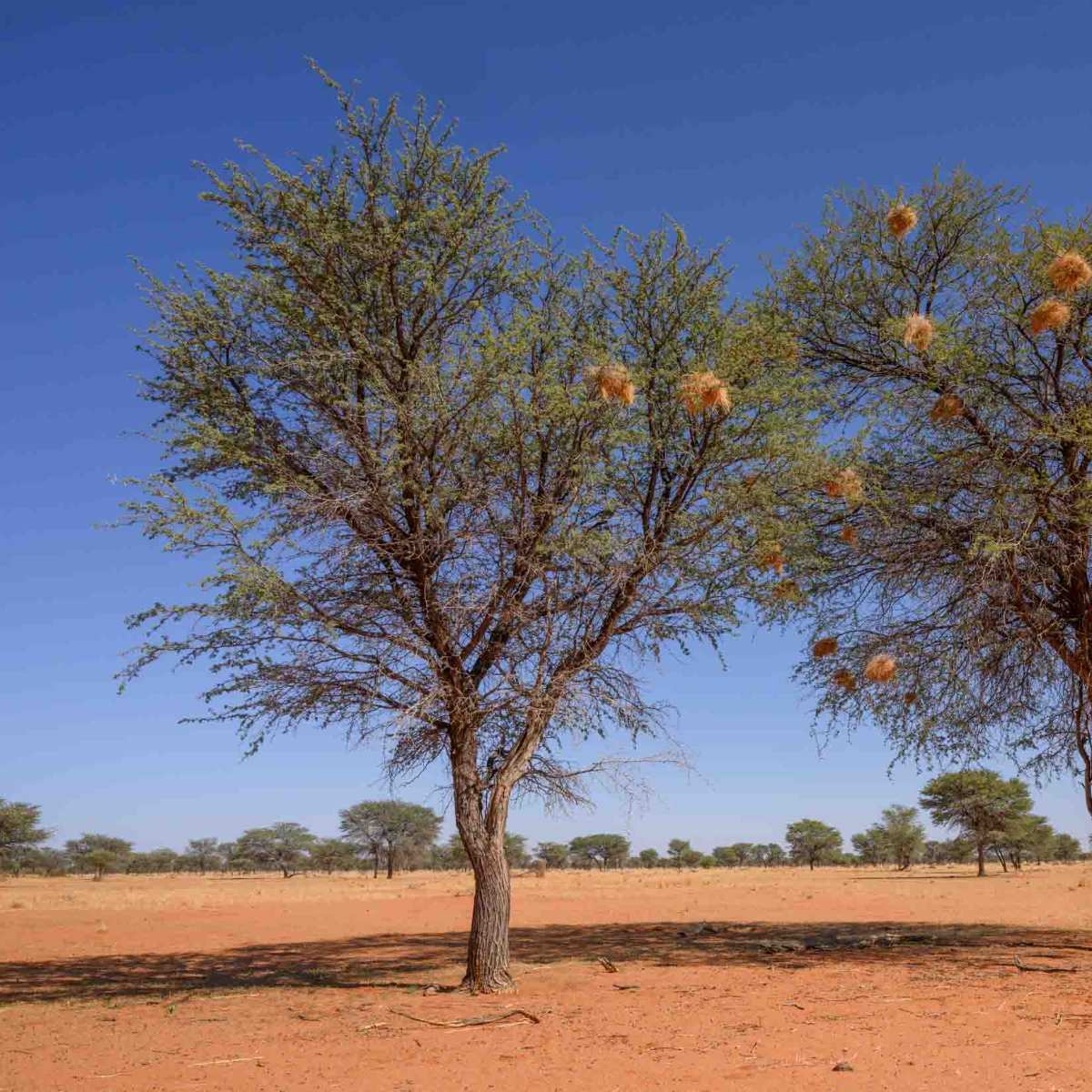 Kameldornbaum