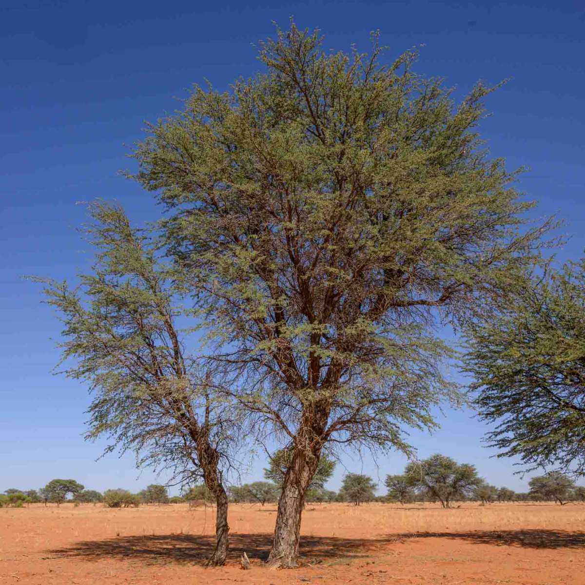 Kameldornbaum