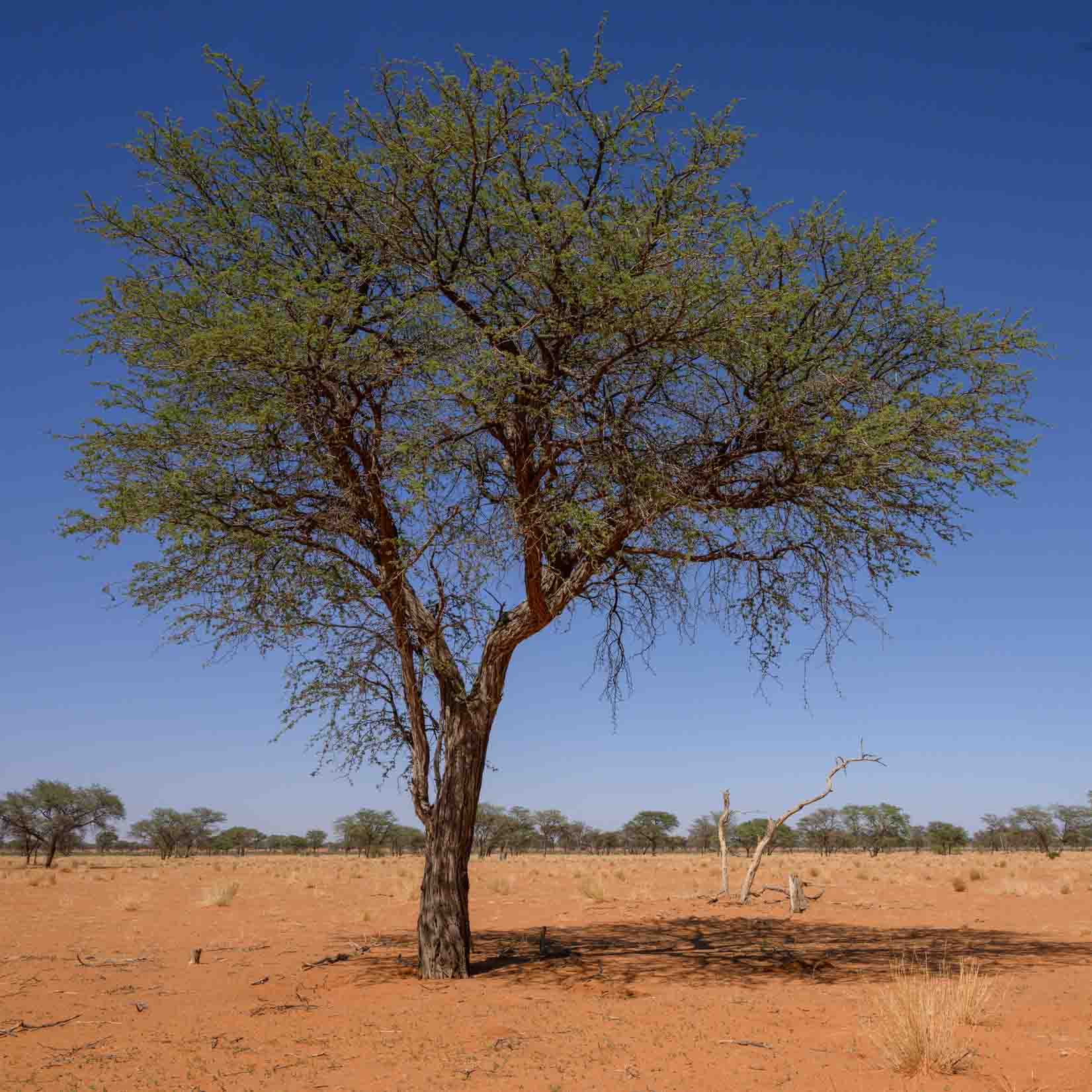 Kameldornbaum