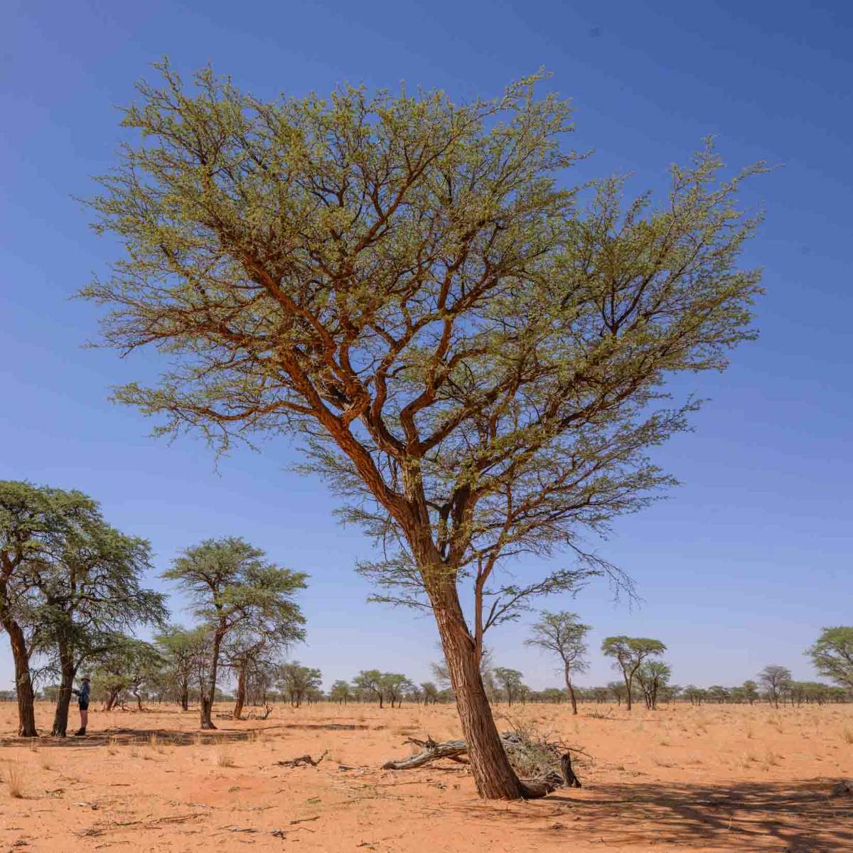 Kameldornbaum
