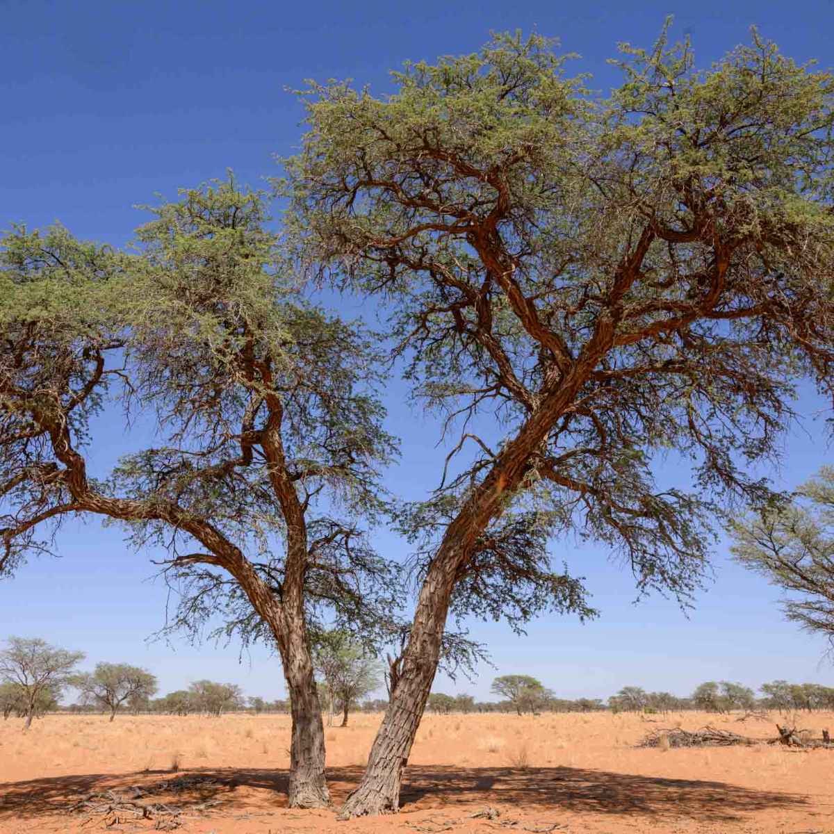 Kameldornbaum