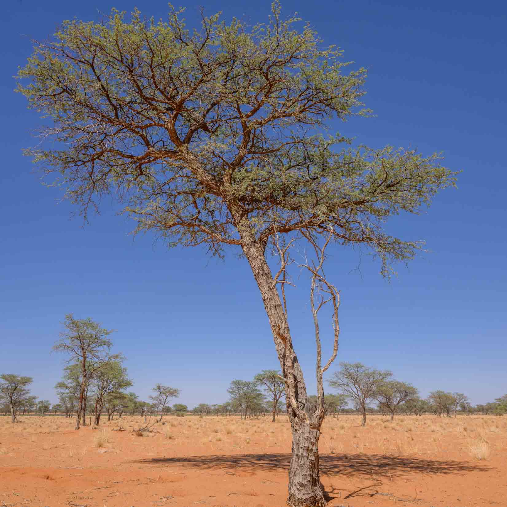 Kameldornbaum
