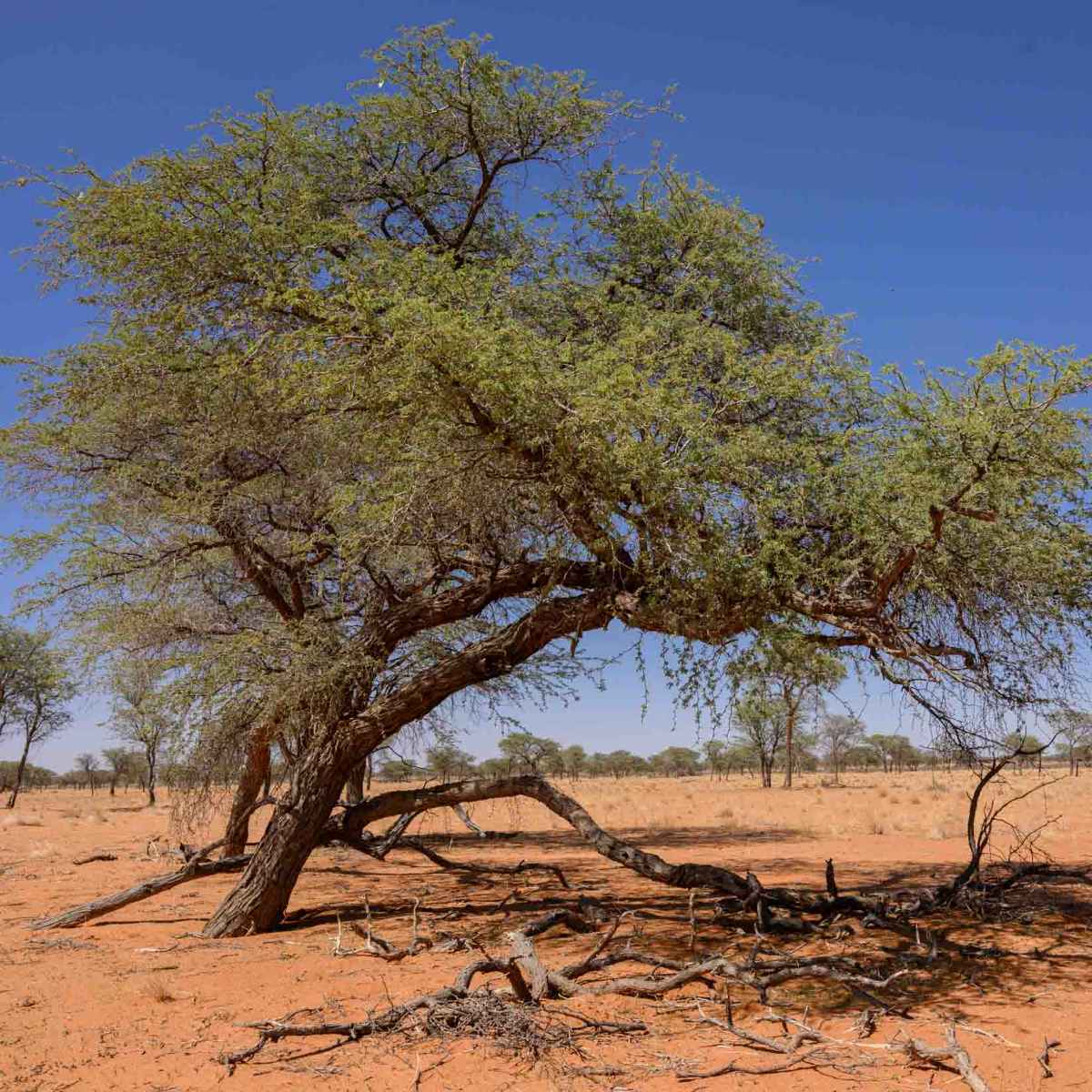 Kameldornbaum