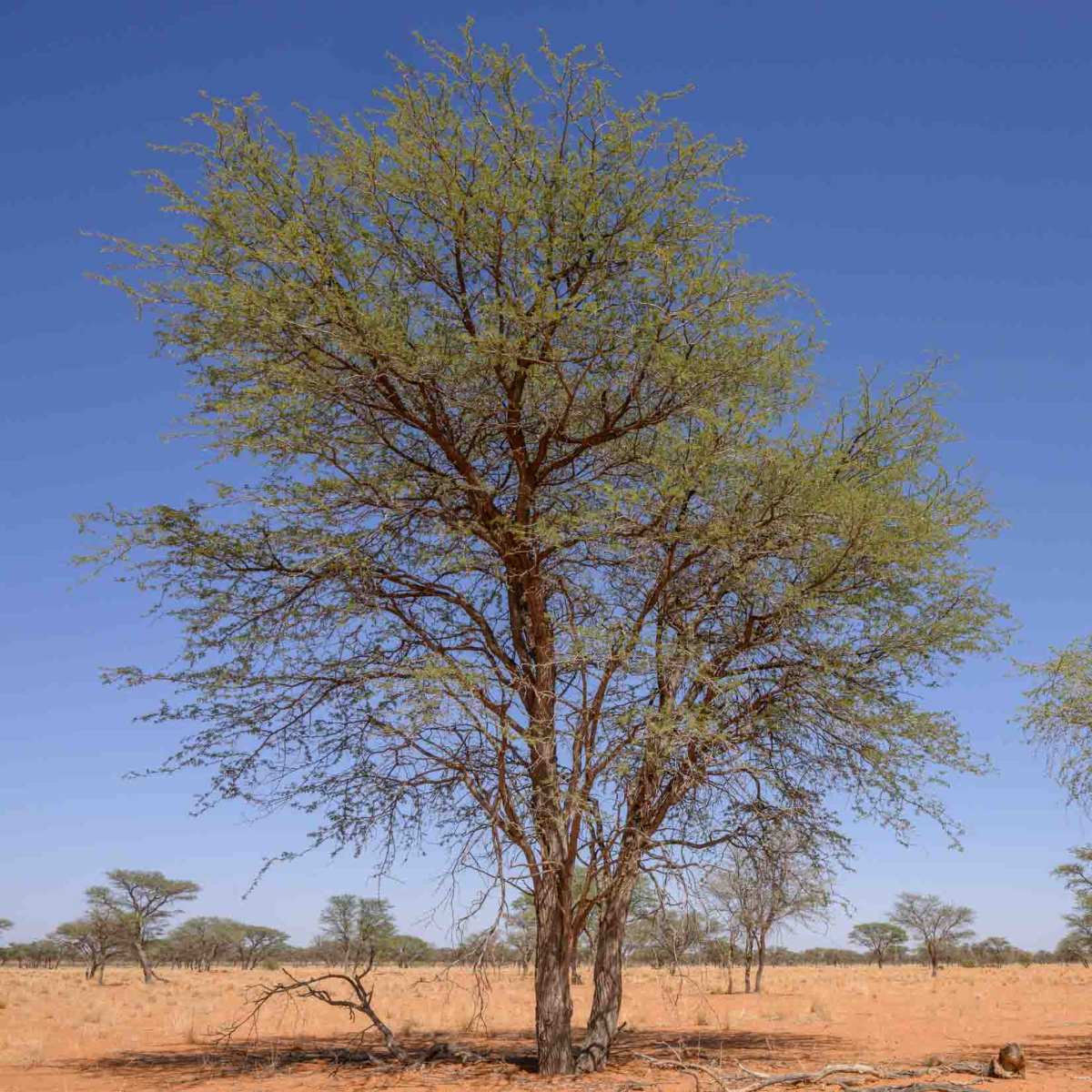 Kameldornbaum