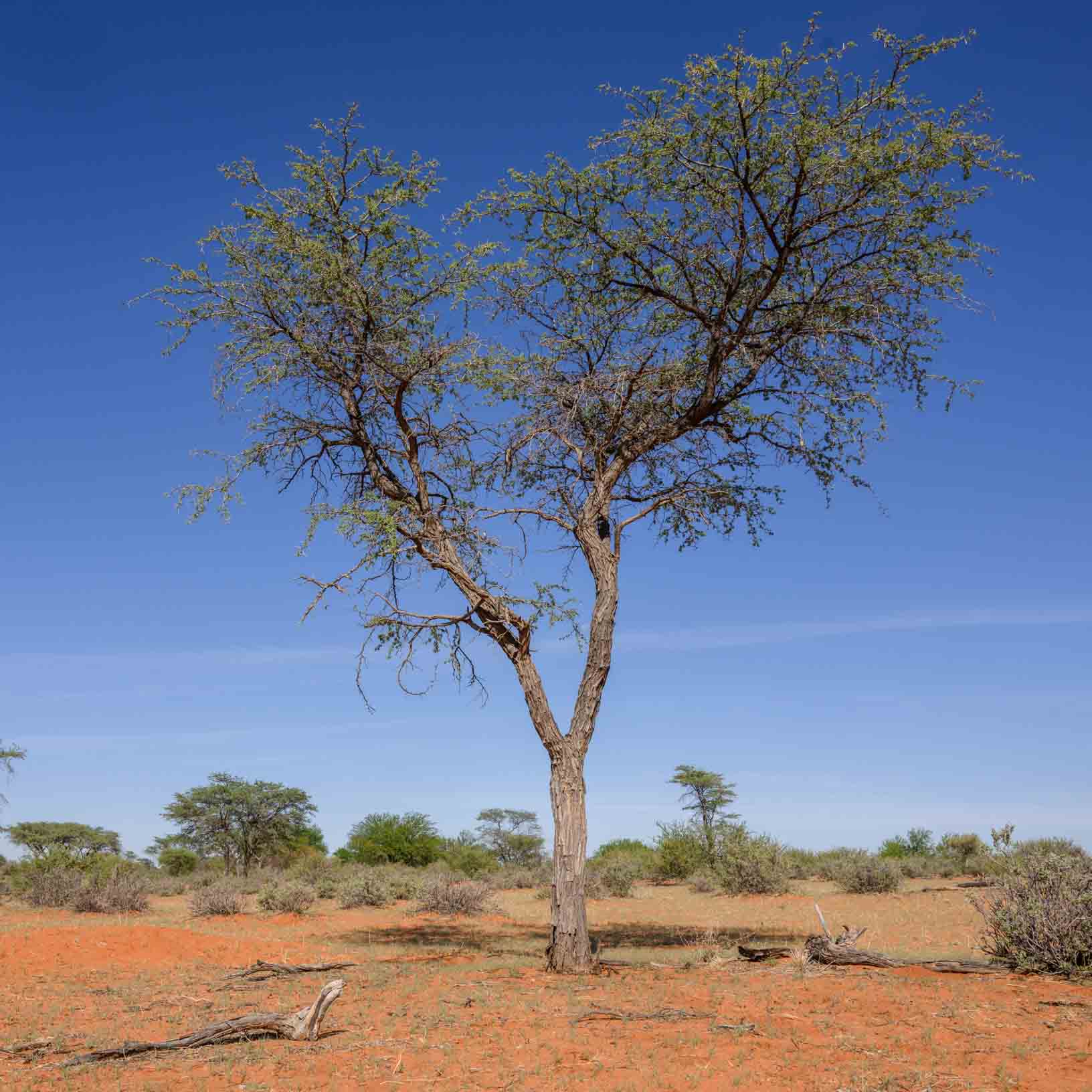 Kameldornbaum