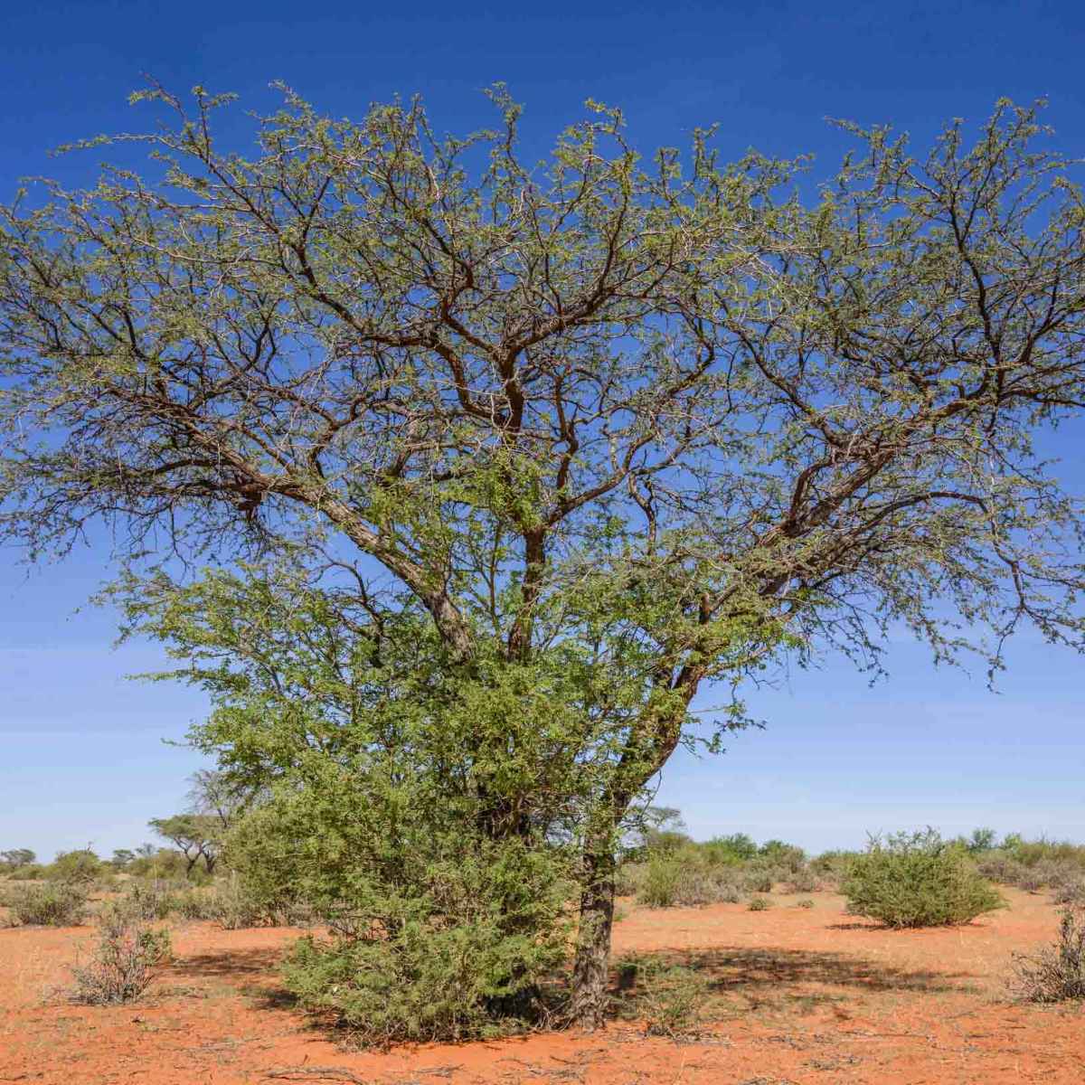 Kameldornbaum