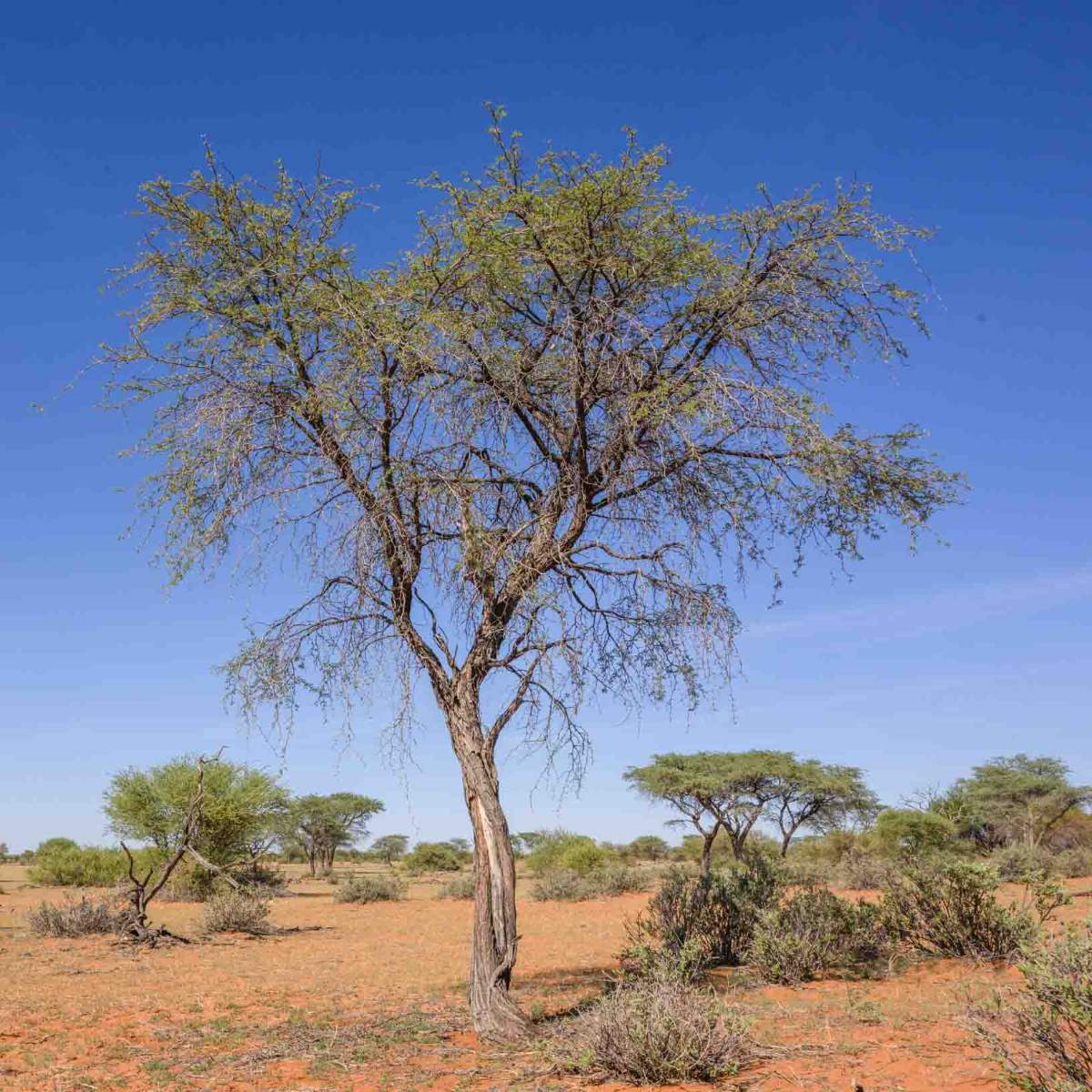 Kameldornbaum