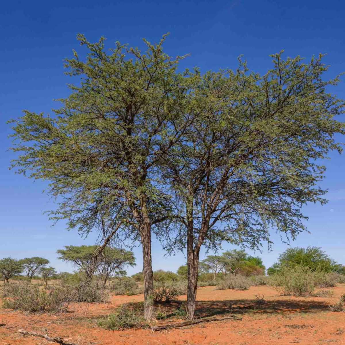 Kameldornbaum