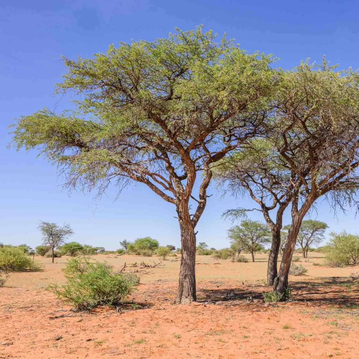 Kameldornbaum