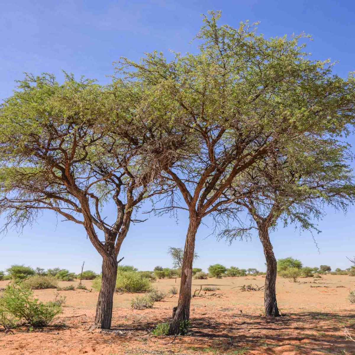 Kameldornbaum
