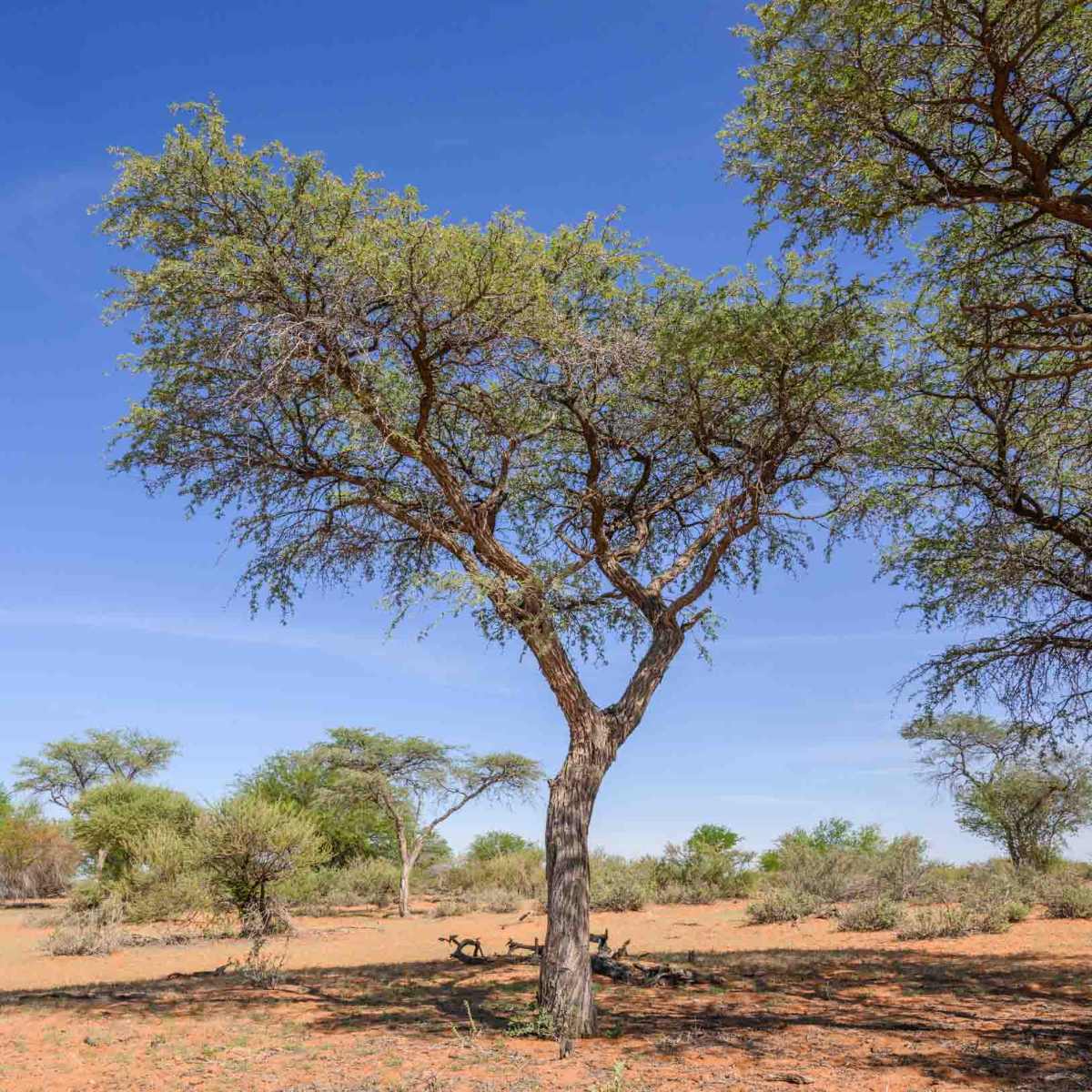 Kameldornbaum