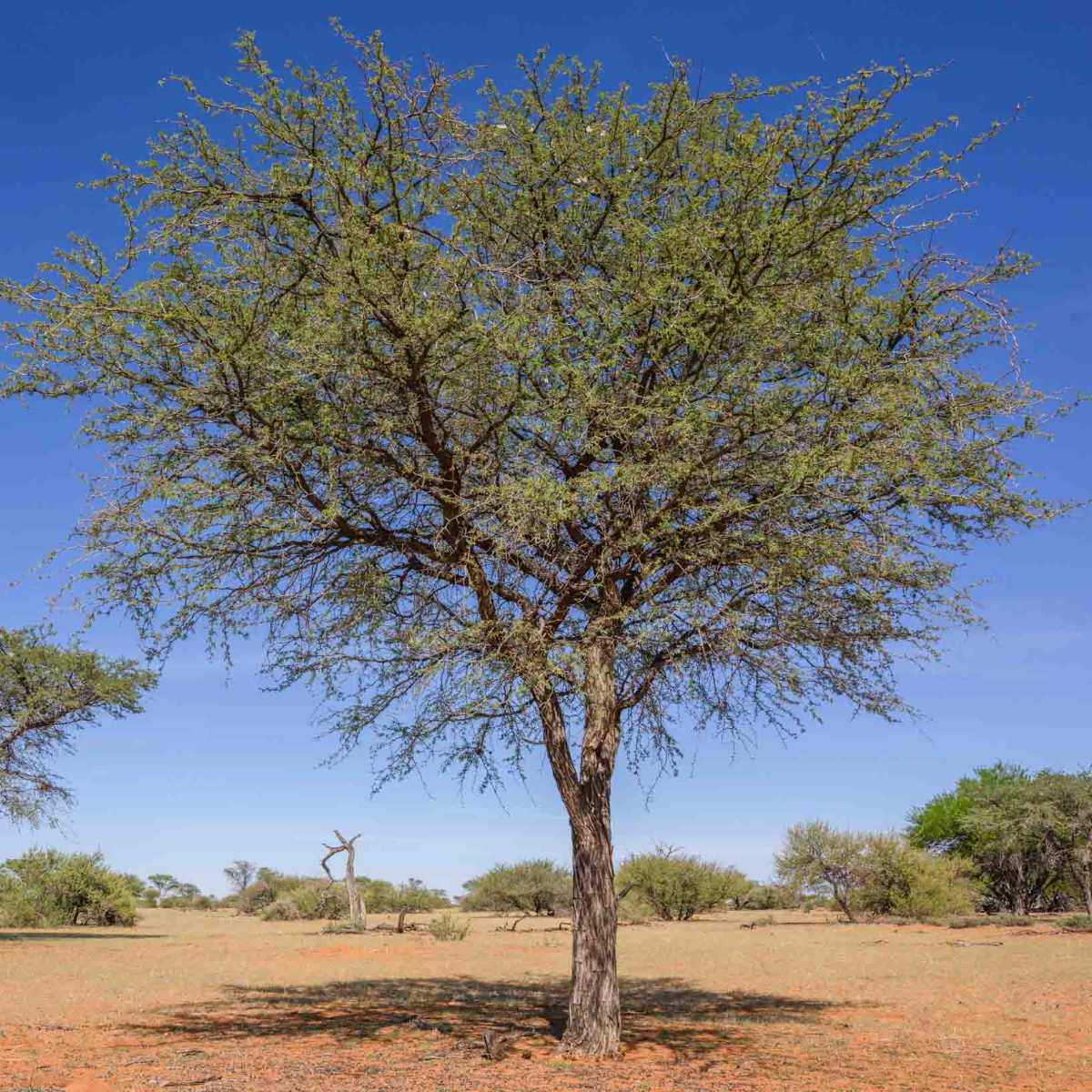 Kameldornbaum