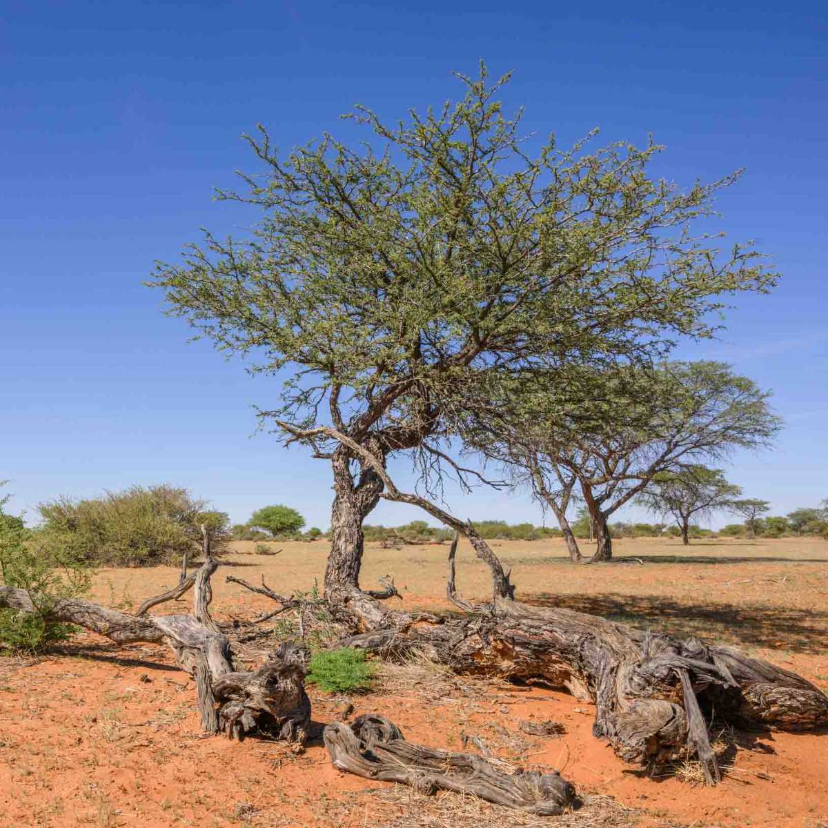 Kameldornbaum