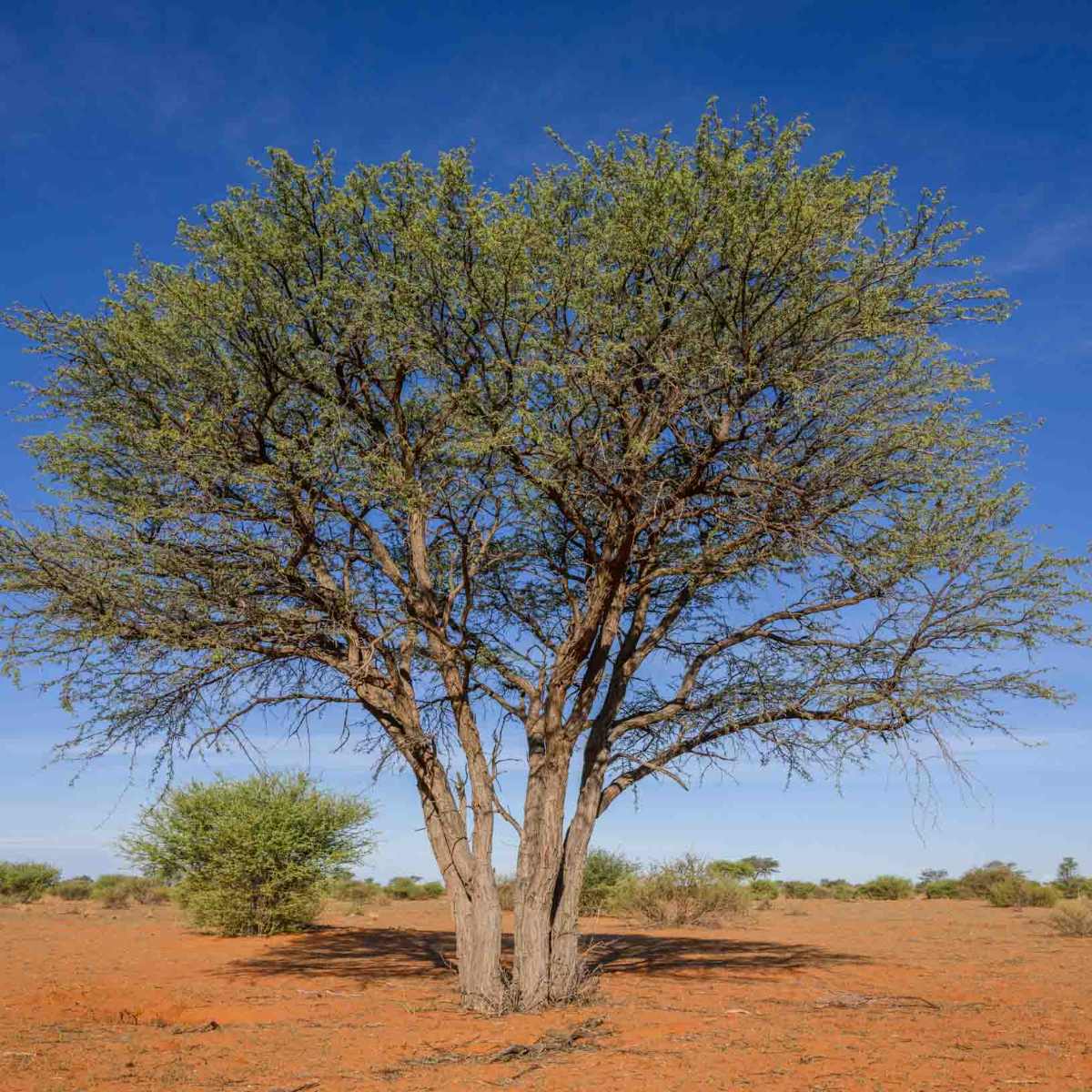 Kameldornbaum