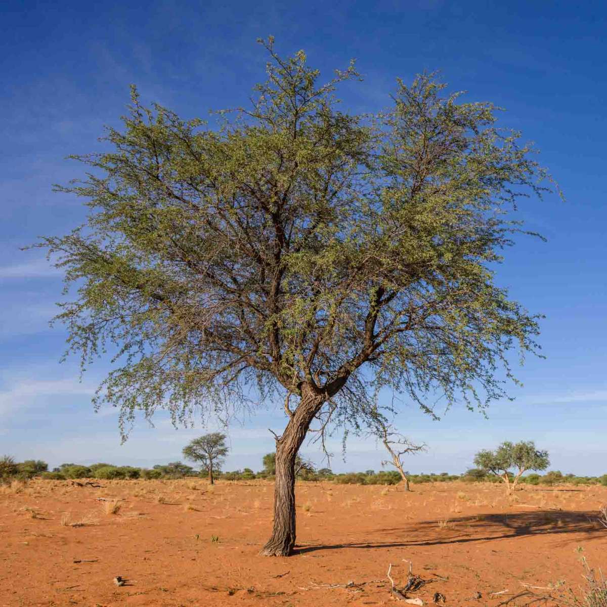 Kameldornbaum