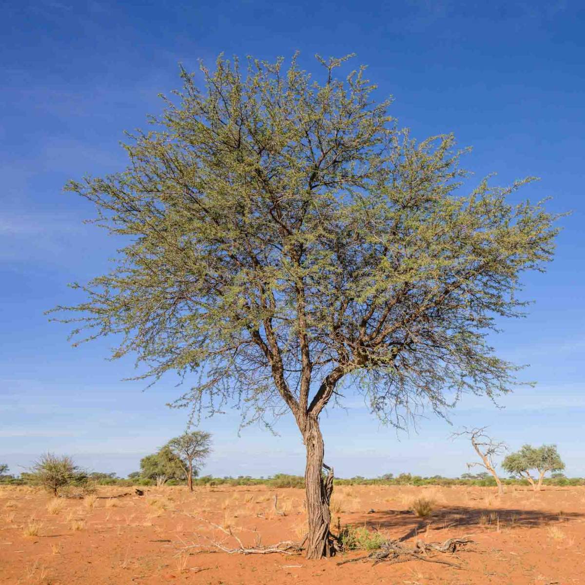 Kameldornbaum