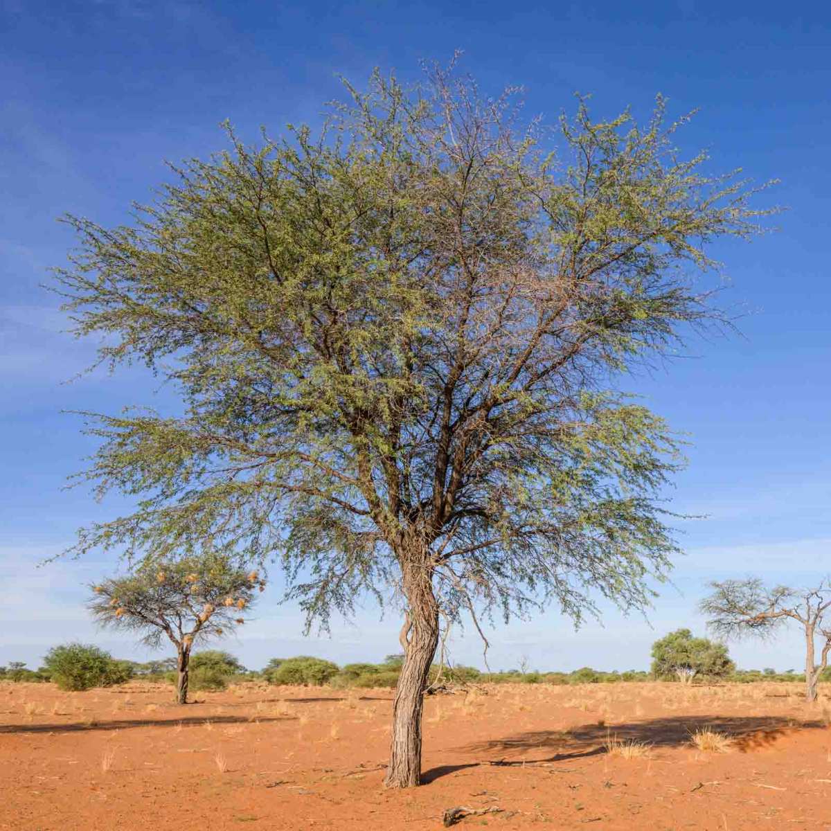 Kameldornbaum