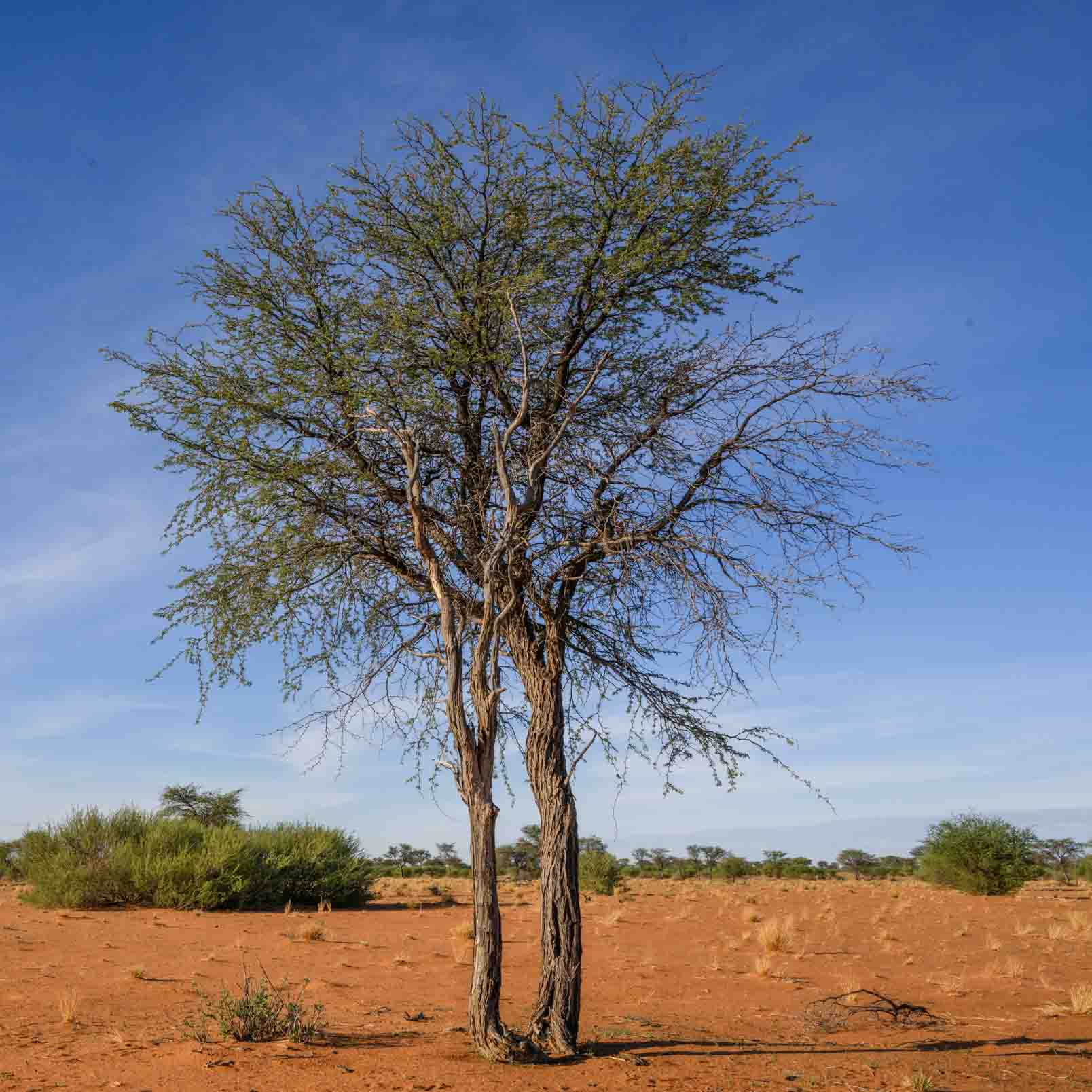 Kameldornbaum