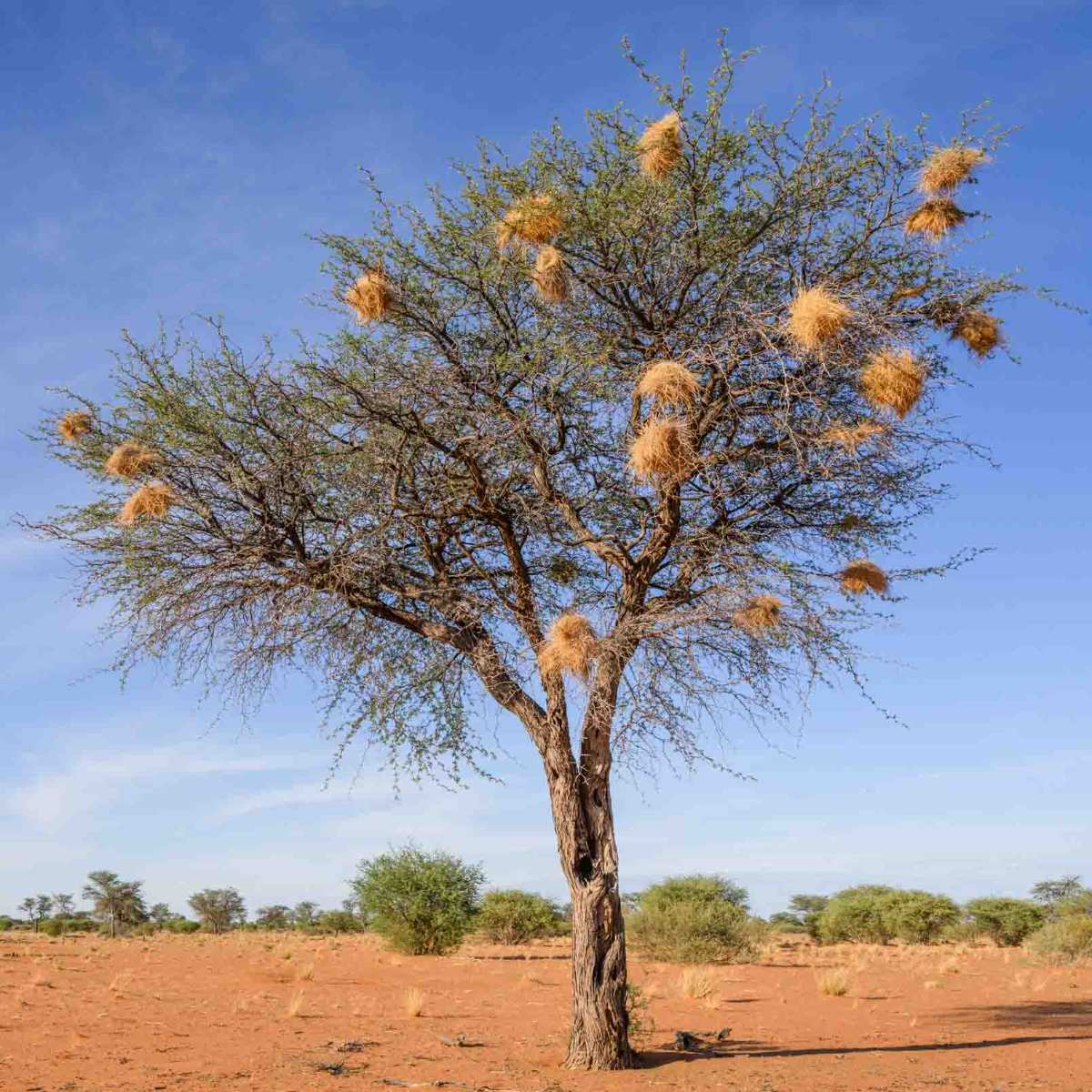 Kameldornbaum