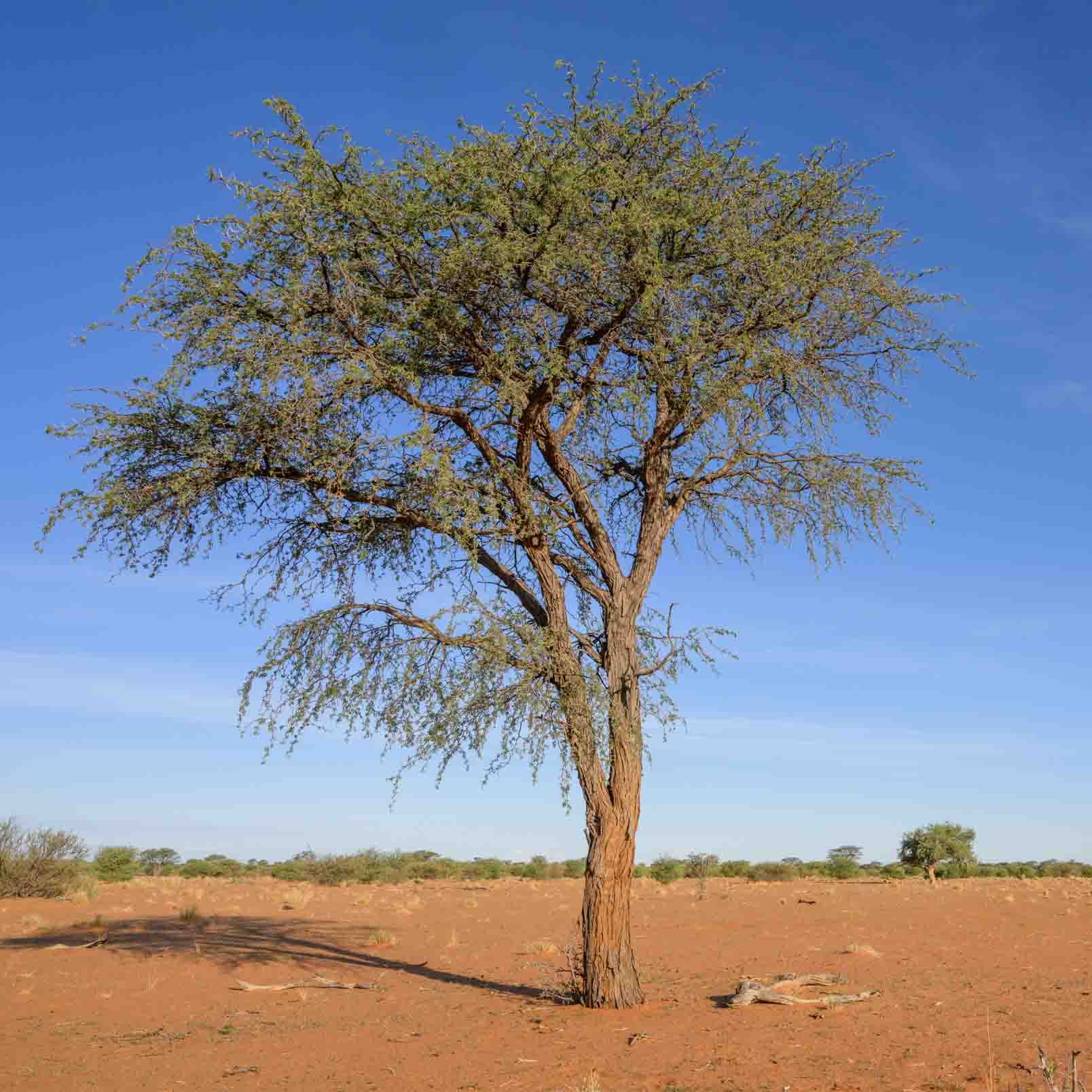 Kameldornbaum