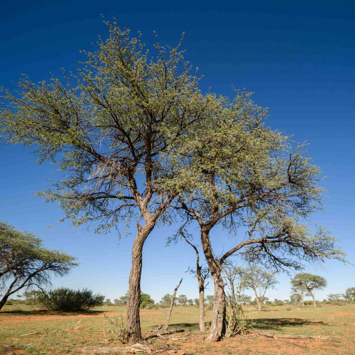 Kameldornbaum
