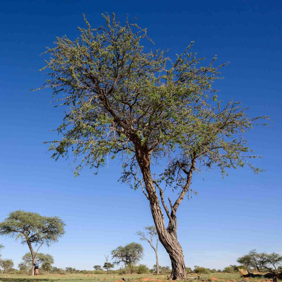 Kameldornbaum
